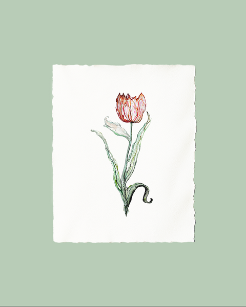 Tulipa